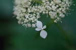 Wild hydrangea